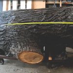 Large 45" Cottonwood Tree