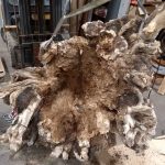Large tree root system to be sawed