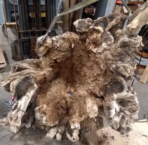 Large tree root system to be sawed